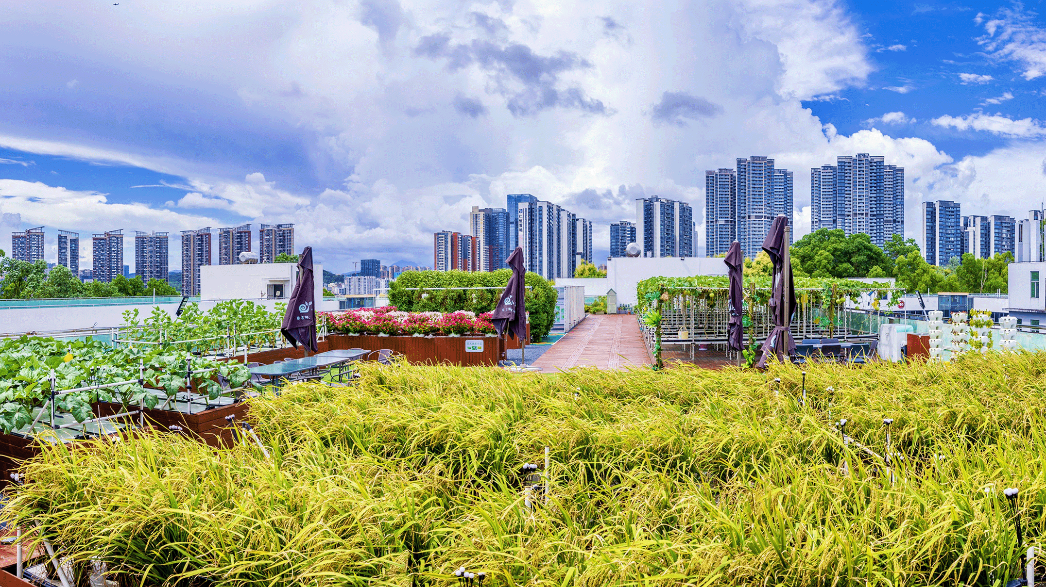 Urban Micro-Agriculture Vertical Edible Landscaping